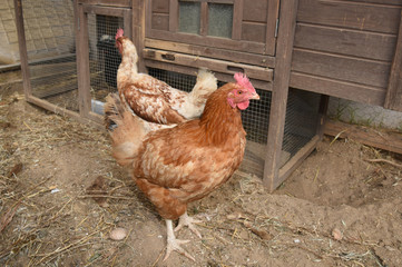 hen