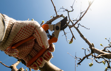 Closeup of spring pruning of fruit trees.