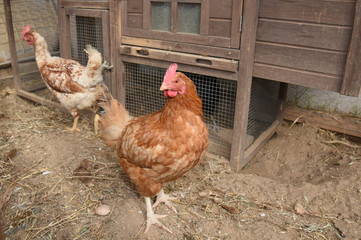 hen