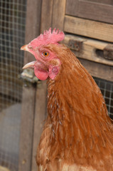 hen