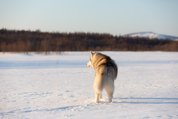 Beautiful, happy and cute dog breed siberian husky standing back to the camera on the snow in the winter field at sunset