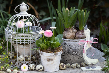Gartendekoration mit Bellis perennis in Pink, Vogelkäfig und Deko-Gans