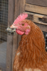 hen
