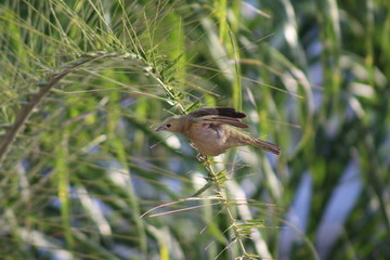 Sanhaçu-do-coqueiro Tangara palmarum Palm Tanager