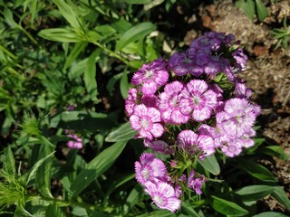 purple flowers in the garden