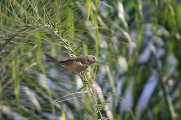 Sanhaçu-do-coqueiro o passarinho verde se exibindo numa palmeira com folhas  verdes