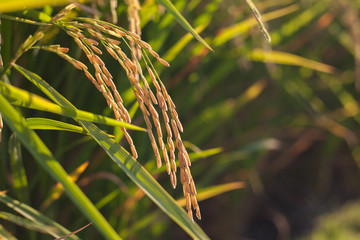 ear rice on green background