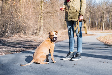 Training a grown-up dog in a park. Person schooling a staffordshire terrier in a park, dog...