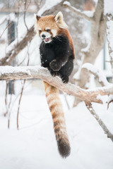 Naklejka premium Red panda on tree branch in winter with snowy environment