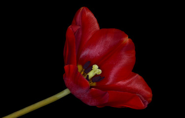 Flower scarlet spring tulip on a neutral black background close-up