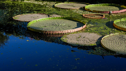 Lotus leaf on  Water surface