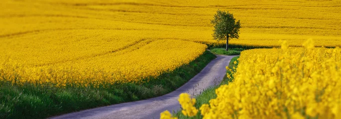 Poster away in the field - landscape - yellow rape field © Igor