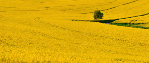 Rape field summer panorama