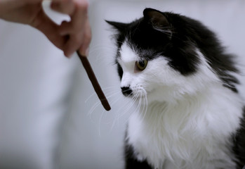 The cat sits on a gray sofa in a veterinary clinic and looks at the food that she is offered to try.