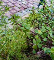 Scattered green bushes at evening time in a cozy lounge 
