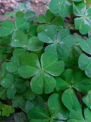 Small green leaves on a clover plant closeup wallpaper