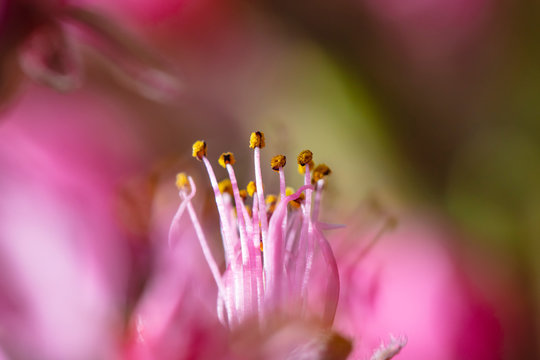 nektarin tree blooming,pink beutiful flowers