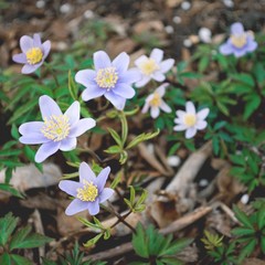 Closeup of a blooming hepatica. Spring. Square format.
