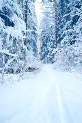 Christmas background with snowy fir trees and heavy snowfall
