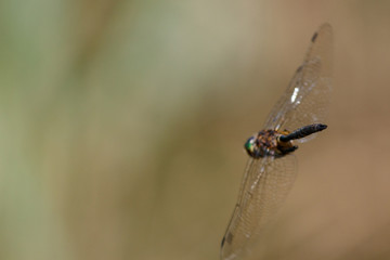 Gefleckte Smaragdlibelle
