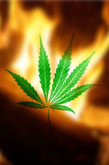 stylized cannabis leaf