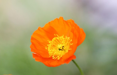An orange poppy flower isolated