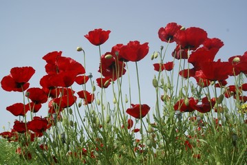 Fototapeta na wymiar Poppies Flower Wallper oltu/arzurum/turkey