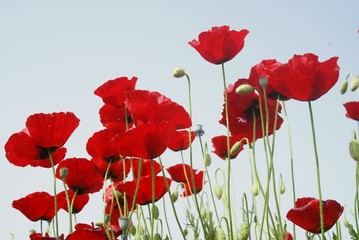 Fototapeta premium Poppies Flower Wallper oltu/arzurum/turkey