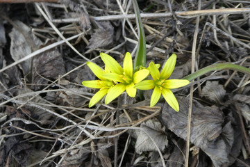 First yellow flowers in the spring field. Flowers bow goose yellow buds