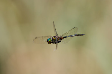 Gefleckte Smaragdlibelle