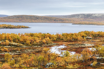 Northern landscape among hills and lakes with colorful autumn tundra trees and bushes on a cloudy day. Kola Peninsula, Murmansk oblast, Russia
