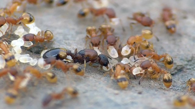 Ameisen, Themnothorax, K&ouml;nigin mit Arbeiterinnen und Larven