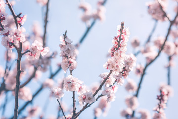 Beautiful almond tree blossom