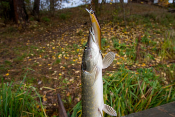 Close up view of big freshwater pike with fishing bait in mouth..