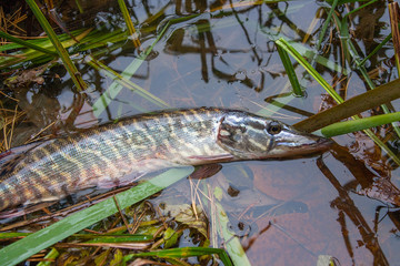 Catch and release. Close up view of small freshwater pike in the water..