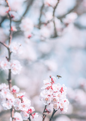 Beautiful almond tree blossom