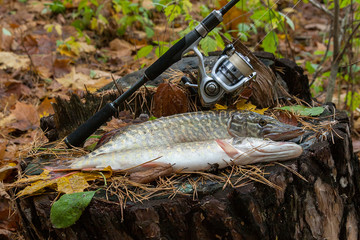 Freshwater pike fish lies on a wooden hemp and fishing rod with reel..