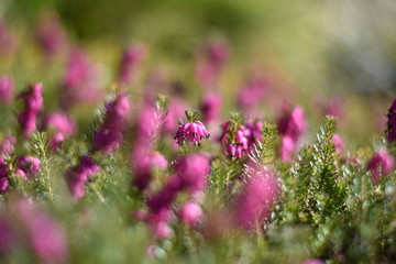Schneeheide (Erica carnea)