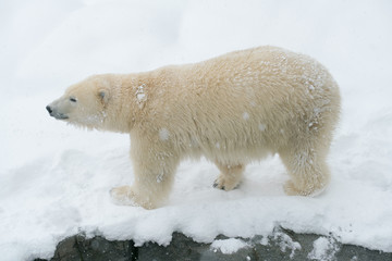 Fototapeta na wymiar Polar bear walking on snow ground