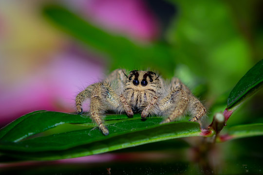 Macro image of Jumping spider (Salticidae, Hyllus diardi female)