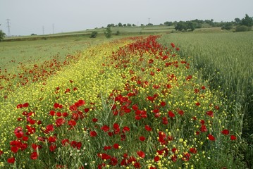 Poppies Flower Wallper oltu/arzurum/turkey