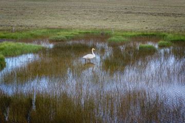 Cygnus cygnus - Whooper swan swimming in southeastern part of Iceland