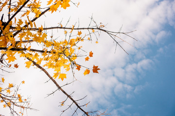 Red maple