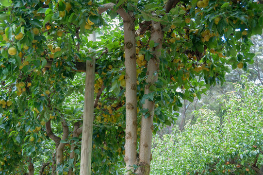 Ripe yellow nashi pears on a tree