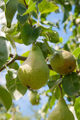 Shiny delicious pears hanging from a tree branch in the orchard..