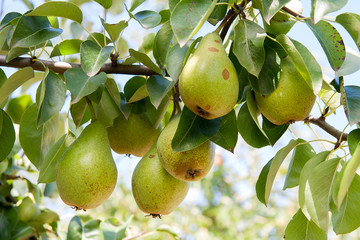 Shiny delicious pears hanging from a tree branch in the orchard..