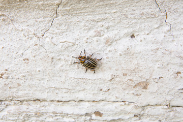 Colorado striped beetle on the vintage wall. This beetle is a serious pest of potatoes..