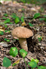 Porcini mushroom grows on the forest floor at autumn season..