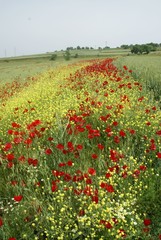 Poppies Flower Wallper oltu/arzurum/turkey