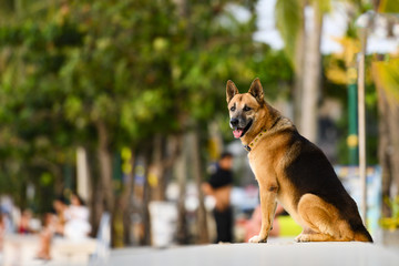 A cute German Shepherd Dog is sitting admiring the sunset on Patong waterfront. The German Shepherd is a breed of medium to large-sized working dog that originated in Germany.